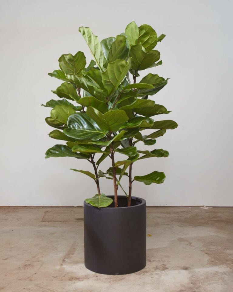 5 Best Places To Buy Fiddle Leaf Fig Tree in Toronto