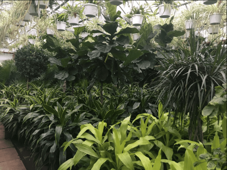 5 Best Toronto Plant Shops in North York