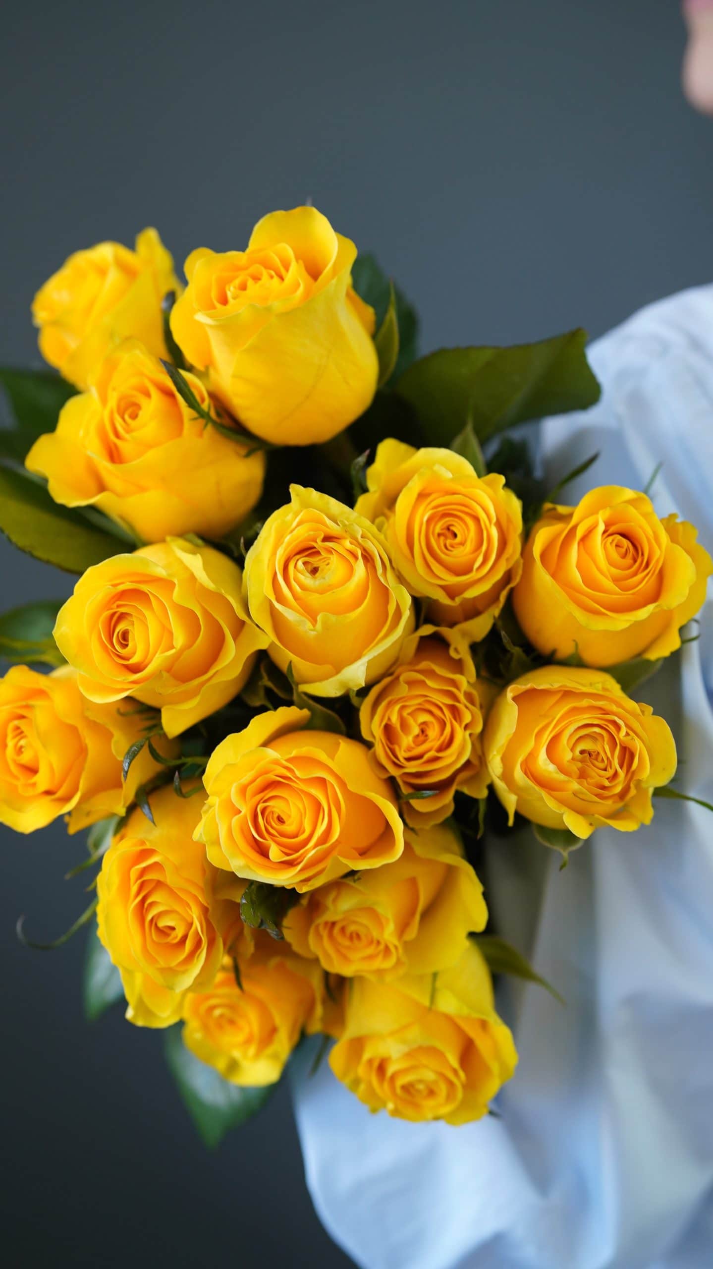 Yellow Roses Toronto