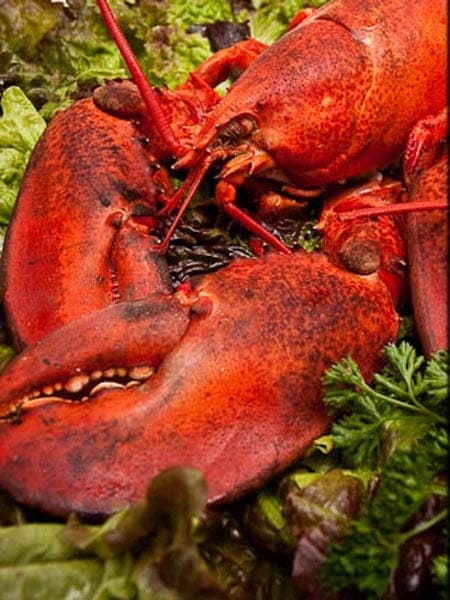 lobster seafood platter