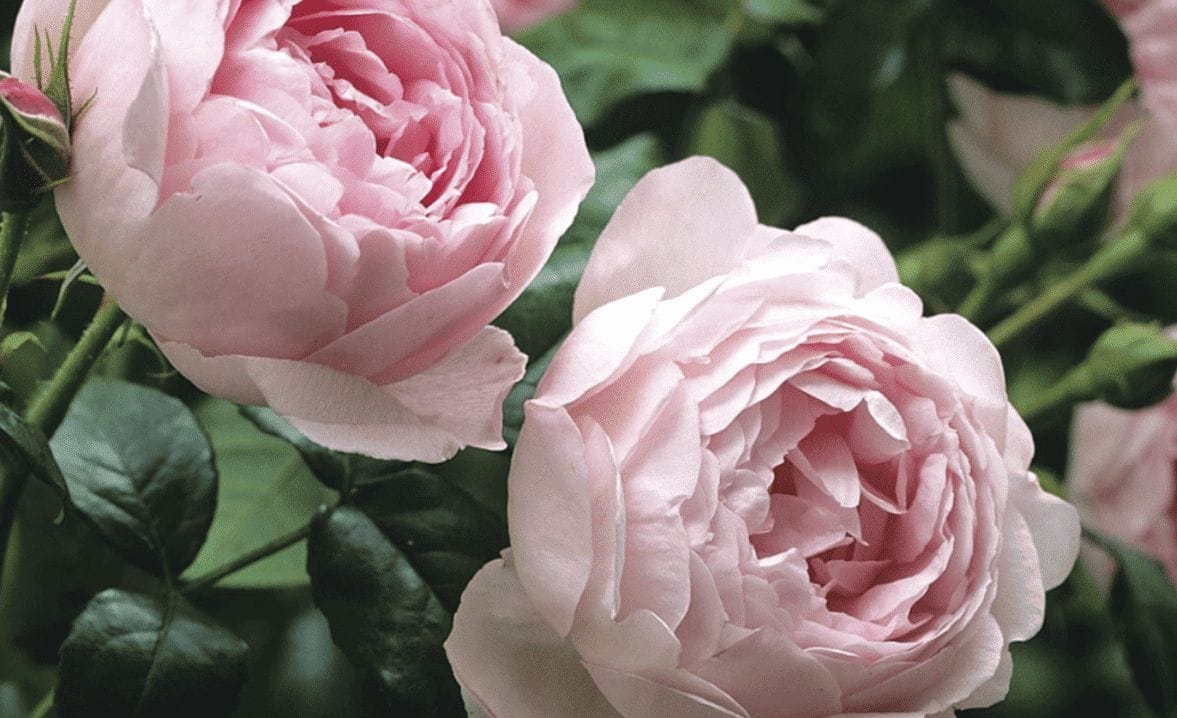 huge roses bouquets from Davenport