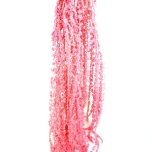 Amaranthus Pink