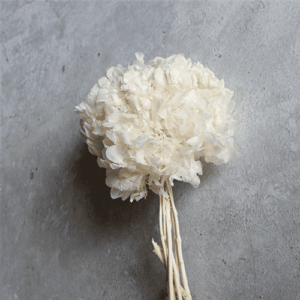 Hydrangea Preserved Bleached