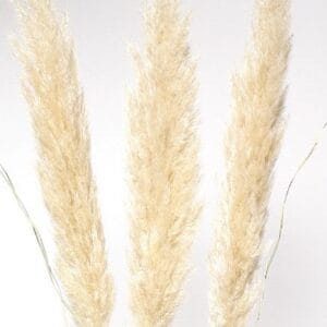 Pampas Grass White