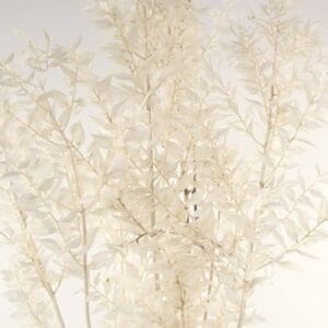 Ruscus White
