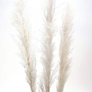 Pampas Grass White