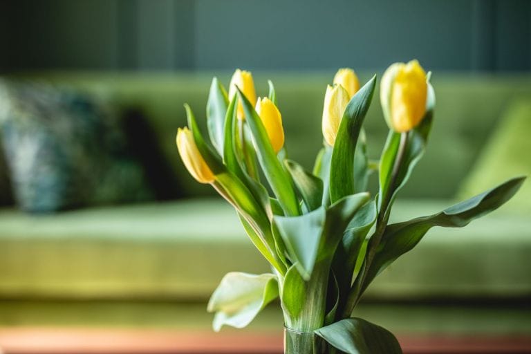 From Bland to Beautiful: Transforming Your Canadian Apartment Rental with Floral Decorations.